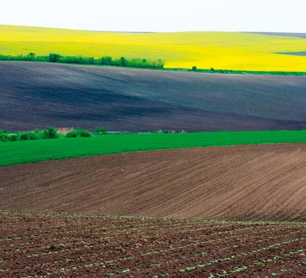 A Syngenta Biodiverzitás vetőmag keverék felhasználható a KAP támogatási rendszerében a Zöldítési célkitűzések üzemi megvalósítására: Ökológiai jelentőségű területeken: táblaszegélyekben, vizesárkok