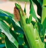 KUKORICA VÉDELME I CSÁVÁZÓSZEREK Négy hatóanyagú kombinált gombaölő csávázószer kukorica csávázására a talajból és a vetőmagból fertőző fuzáriumos (mind a Liseola, mind a Discolor típusú) betegségek,