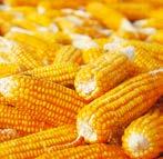 KUKORICA VÉDELME I GYOMIRTÓ SZEREK A Callisto 4 SC a kukorica gyomirtásában fogalommá vált atrazin hatóanyag bevezetése óta az első olyan készítmény, amely a kukorica fejlettségétől függetlenül