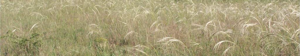 forest-steppe in the Danube-Tisza Interflow