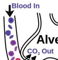Légzési Gázcsere Vér be Parciális gáznyomások Alveoláris gáz Belégzett gáz (levegő) Kilégzett gáz ki be Oxigén 100 mmhg 158 mmhg 116 mmhg CO 2 40 mmhg 0.