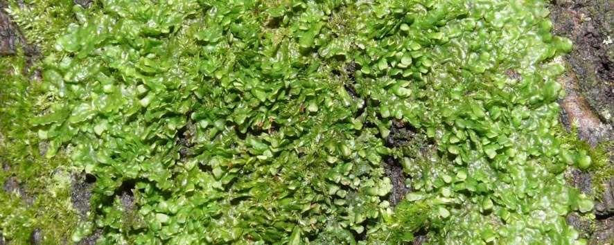 Alternatives Liverwort plant (Radula perrottetii) contains an anti-inflammatory substance called perrottetinene that's related to THC. The plant only grows in Japan, New Zealand and Costa Rica.