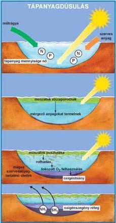 Eutrofizáció VÍZSZENNYEZÉS Az eutrofizáció természetes és mesterséges tavakban egyaránt előfordul.