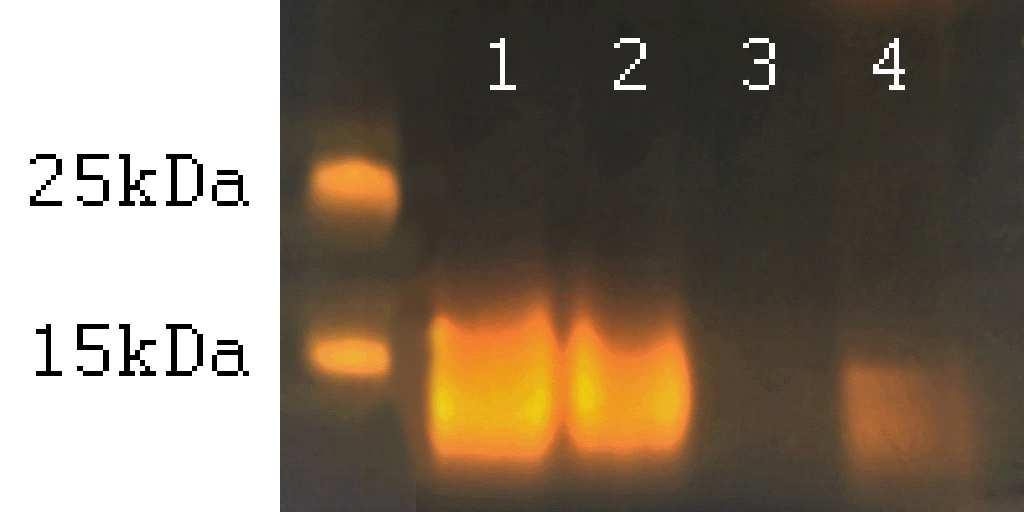 A keményítıkötı-képesség vizsgálatához Riband és Ofanto búzákból vizes mosással kinyert keményítıszemcsék felszíni fehérjéit Proteináz K-s emésztéssel eltávolítottuk.