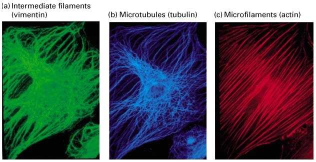 Mikrotubulusok 3. Mikrofilamentumok Eukariota sejtek dinamikus vázrendszere.