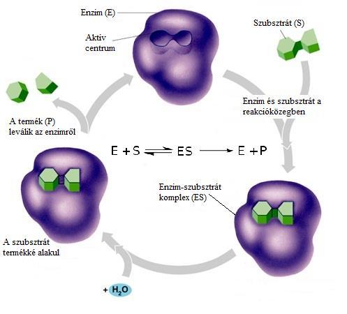 3. Irodalmi áttekintés szubsztrátum molekula átalakítására lesz képes egy következő ciklusban. Az enzimek működési folyamatát az 1. ábra szemlélteti. 1. ábra. Az enzimkatalízis körfolyamata. 3.3. Az oxidoreduktázok A sejtekben lejátszódó redoxireakciókat katalizáló enzimeket oxidoreduktázoknak nevezzük.