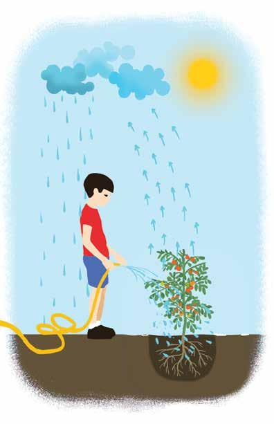 VÍZ A KERTBEN A VÍZ KÖRFORGÁSA A KERTBEN Víz hull a talajra, amikor esik az esô vagy amikor öntözzük a kertet. MI TÖRTÉNIK A VÍZZEL? Valamennyi víz elfolyik a talaj tetején, ezt nevezzük lefolyásnak.