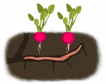ÁLLATOK A KERTBEN A földigiliszták hasznos állatok, a talajban lévô növényi részekkel táplálkozva trágyát állítanak elô.