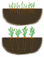 A magtasakról leolvashatjuk az ültetési mélységet, amit legtöbbször a mag mérete határoz meg. Akad azonban olyan növény is, amely csak sötétben csírázik, ezért mélyre ássuk vagy árnyékoljuk.