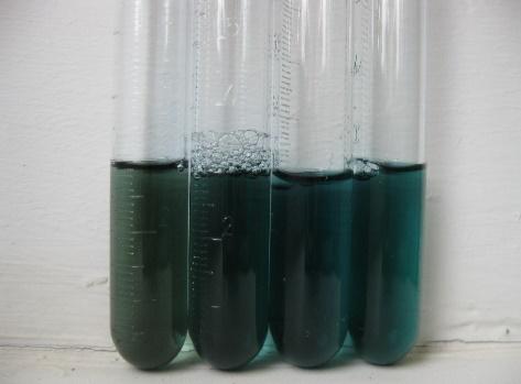 ábra: BSA standard sor Bradford reagenssel keverve - minél kékebb színű, annál
