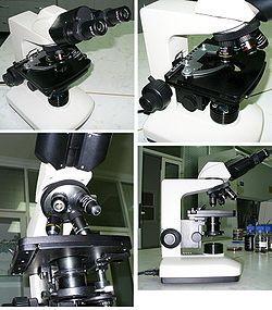 Mi az amit sztereomikroszkóppal vizsgálunk?