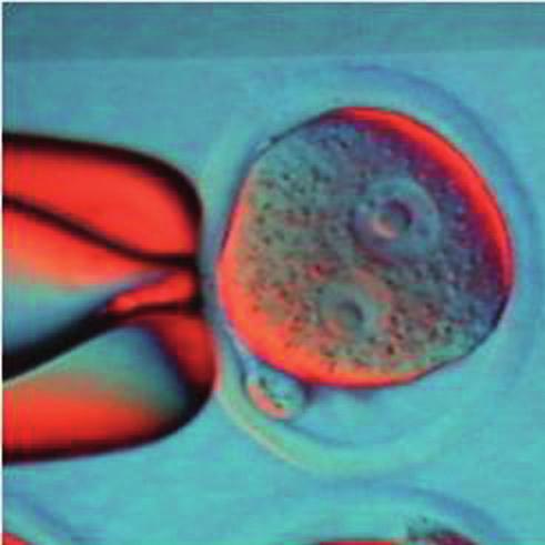 szaporodást. A mesterséges megtermékenyítéshez egy férfi ondósejtjeit és egy nő petesejtjeit használják.
