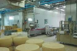 Sajtmosók betegségének megelőzése Modern sajtüzemben légszűréssel csökkentik a baktériumok és penészgombák