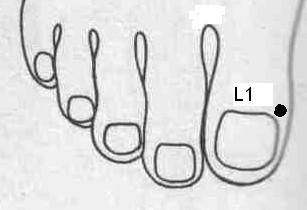 ERŐS VÉRZÉS 10. pont: M 1 a Máj meridiánon Helye : A nagylábujj körömágyának belső oldalán található. 11. pont: L 1 a Lép meridiánon Helye : A nagylábujj körömágyának külső oldalán található.