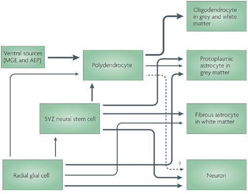 Oligodendrociták (ODC) és progenitorjaik (OPC) polydendrocita = OPC, NG2 sejt * polydendrocyte elnevezést Nishiyama et al. javasolták (2002) The cellular source of each mature cell type is shown.