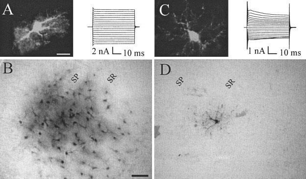 NG2 sejtek ( NG2 glia ) Még egy elnevezés: GluR cell/complex cell 1992, Steinhauser C.