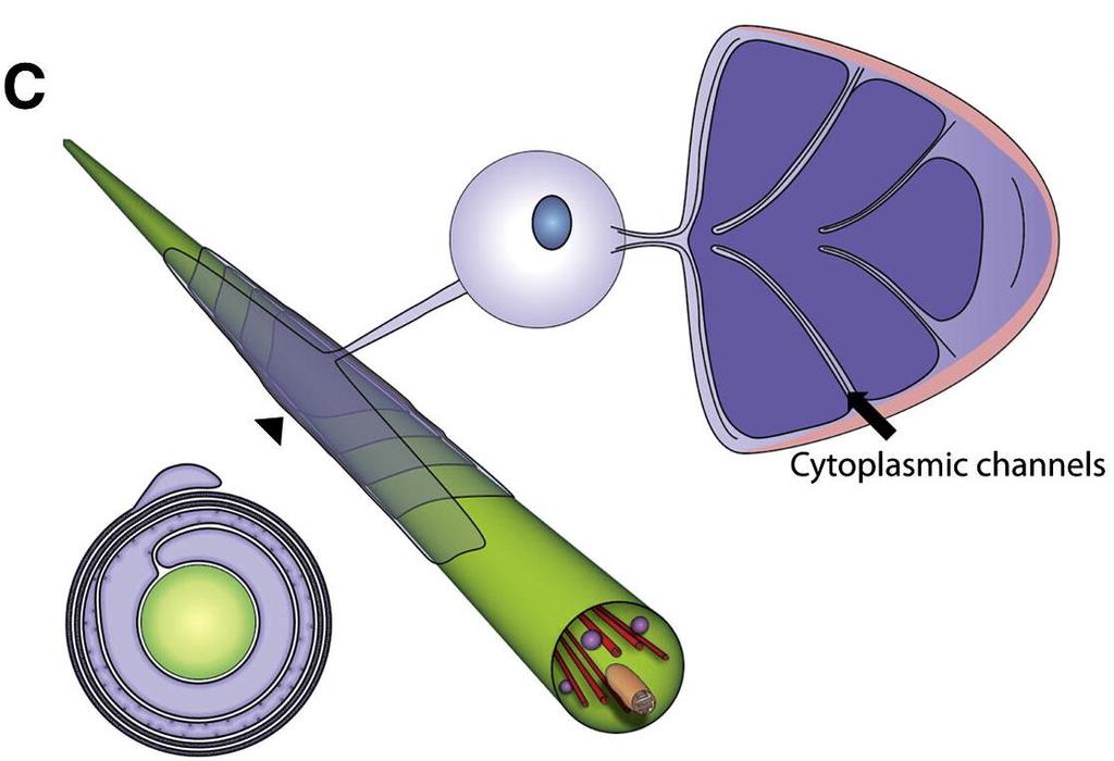 C, a növekvő mielinhüvelyen belül citoplazma-csatornák teszik lehetővé a membránalkotó