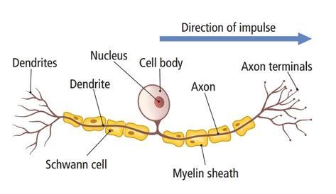 perineural net komponensei boríthatják - ritkán: részleges myelinborítás - PNS-ben: érző neuron A: kisagy, Purkinje sejtek dendritjeit Bergmann glia (sötét vonalak, nyílhegyek)