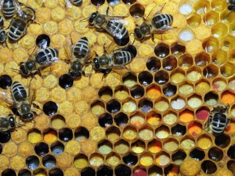 Méz Édes ízű, frissen sűrűn folyó, világossárga-barna színű anyagkeverék; a mézelő méh (Apis mellifera L.) állítja elő a virágok nektárjából (ill. növények által kiválasztott nedvekből).