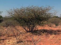 ACACIAE GUMMI - akáciamézga Acacia senegal Willd.