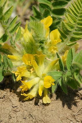 TRAGACANTHA - tragakanta Astragalus-fajok (Fabaceae) A tragakanta Kis-Ázsia hegyein termő mézgás csűdfű (Astragalus gummifer Labill.