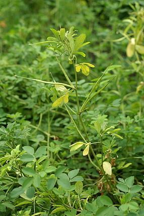 TRIGONELLAE FOENUGRAECI SEMEN - görögszénamag Trigonella foenum-graecum L.