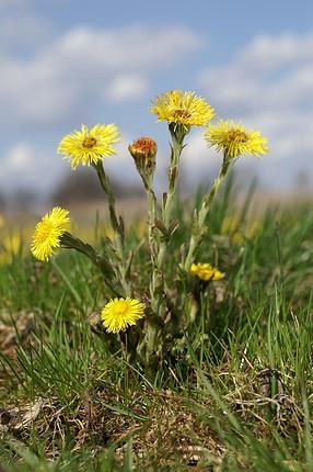 FARFARAE FOLIUM - martilapulevél Tussilago farfara L. Asteraceae Az északi félteke mérsékelt területein honos.