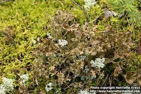 LICHEN ISLANDICUS - izlandi zuzmó Cetraria islandica L. Acharius (Parmeliaceae) A zuzmótelep hegyes vidékeken tömegesen terem, szarvasagancsszerűen elágazó, fodros szélű.