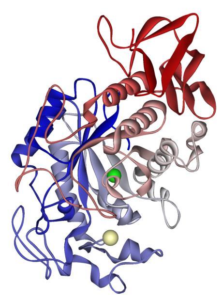A diasztáz Az elsőként felfedezett enzim (Anselme Payen, 1833) A keményítőt bontja maltóz, maltotrióz és dextrin keverékére Az α-, a β- és a γ-amiláz közös neve