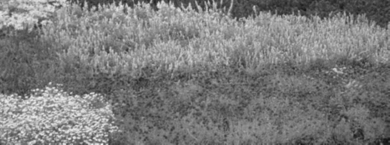 Európában és Közép-ázsiában honos, évelő nö - vény ként számontartott Salvia nemorosa l. hazai ter - mészetes populációi az alapszíntől eltérő alak- és színváltozatokat rejtenek.