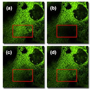 kioltá FRAP fluorecence recovery after photobleaching KIOLTÁS