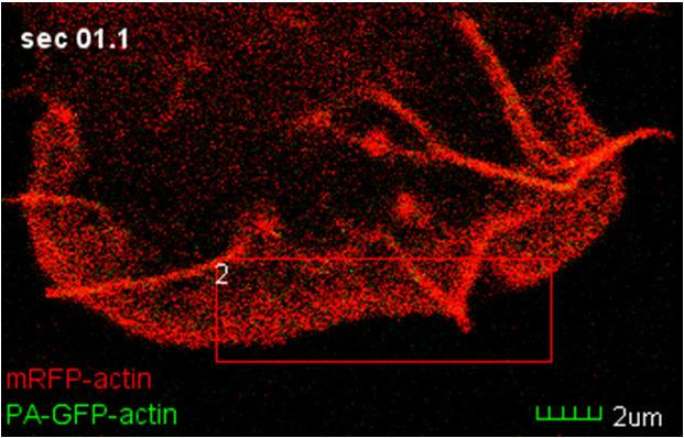 Laiet al EMBO Journal 2009 Özefoglaló Modern