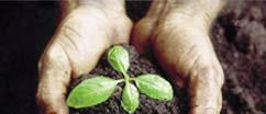 Azon termelők, akik esetleg kihagyták az őszi alaptrágyázást, mindenképpen nitrogén pótlással kezdjék a műtrágyázási feladatokat, a foszfor és kálium kijuttatást az intenzív vegetatív növekedés