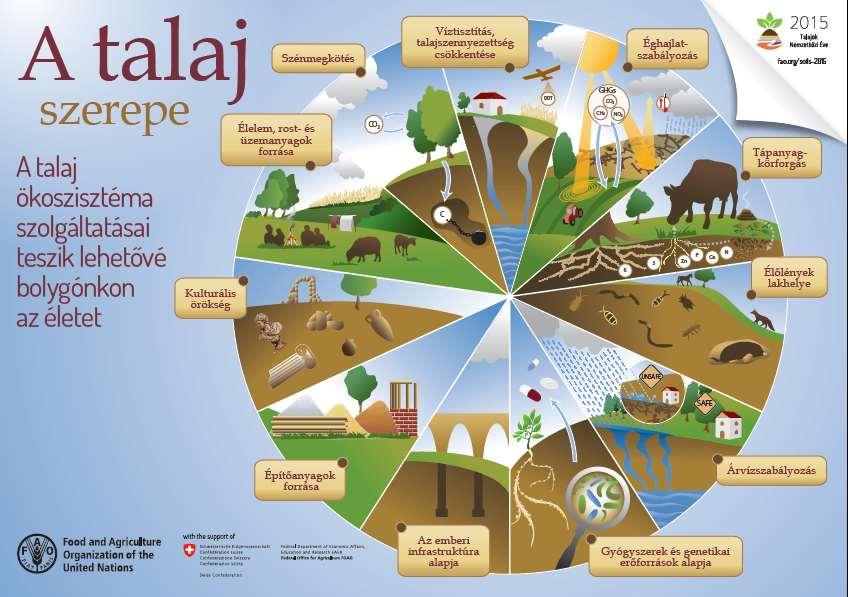 Talajfunkciók Biomassza produkció A víz, tápanyagok és egyéb anyagok tárolása, szűrése és transzformálása Biológiai sokféleség