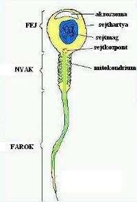 A hímivarsejtet három részre fejre, nyakra, farokra osztjuk. A fej tartalmazza a sejtmagban az örökítő anyagot, amely meghatározza az utód nemét.