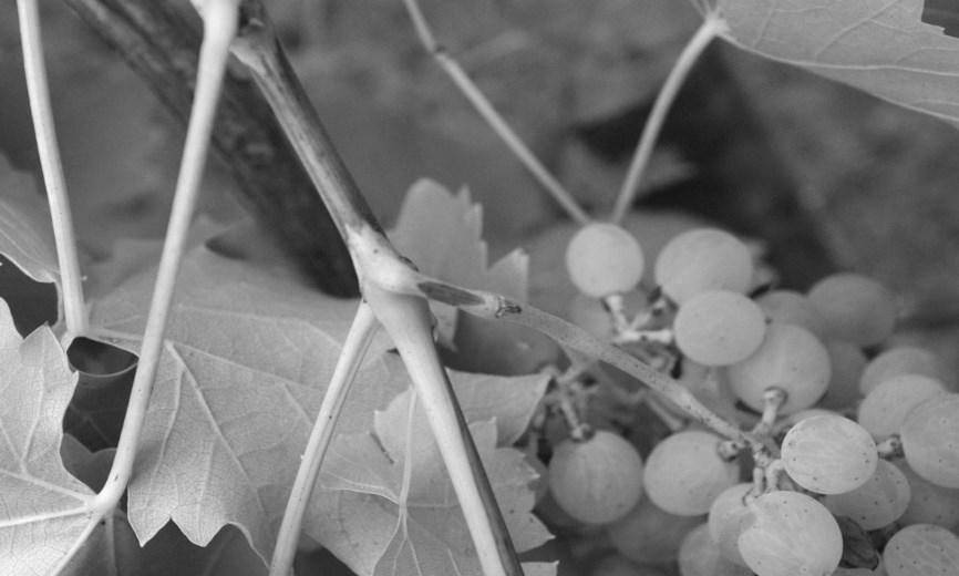 Termesztett, újabb csemegeszőlő-fajták fürtkocsánybénulása Chasselas Egyes szakirodalmak szerint előfordul rajta a fürtkocsánybénulás, de az általunk felvételezett ültetvényekben évek óta tünetmentes