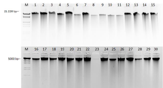 A DNS koncentráció összefüggést mutatott a levél korával, az idősebb levelekből kisebb koncentrációban tudtam kinyerni, mint a fiatal, hajtáscsúcs közeliekből, azonban a PCR reakció érzékenységéből