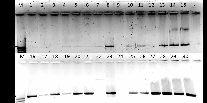 12. ábra 16SrX csoportspecifikus indítószekvenciákkal (fo1/fro1) amplifikált DNS szakaszok mintázata 1,2%-os agaróz gélen 4.2.3.1. A 16SrX csoport szekvencia analízise A 10.