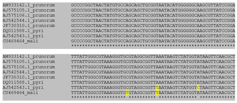 13. ábra Részlet a 16SrX csoportba tartozó fitoplazmák 16SrDNS gén szakaszának szekvenciabeli egyezőségeiről.