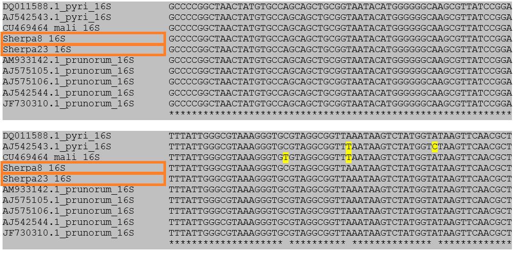 Az fo1 és ro1 primerekkel végzett PCR eredménye alapján (10. ábra) meghatároztattuk a 8. és 23. minta szekvencia sorrendjét Sanger szekvenálással.