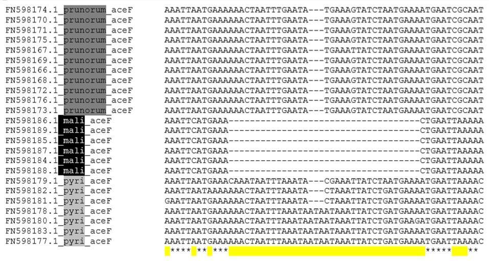 18. ábra A 16SrX csoportba tartozó prunorum, pyri és mali fajok acef gén szekvenciája közötti különbségek révén alkalmas az elkülönítésre.