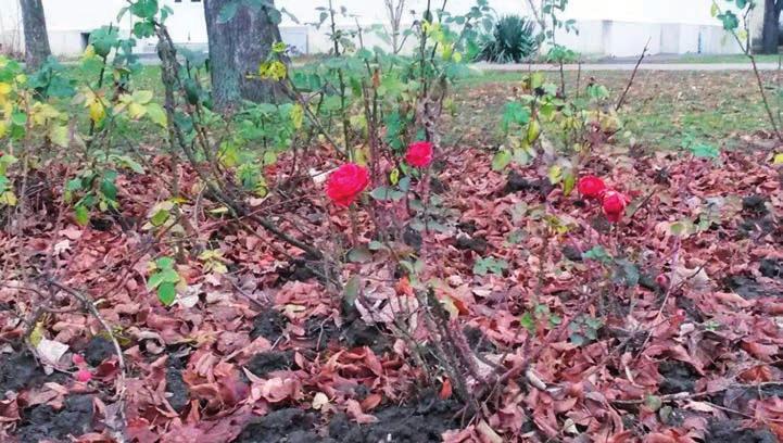 A tavalyi kemény tél után sem gyérültek számottevően a károsítók. 2000 óta több mint száz újonnan fölfedezett károsító okoz súlyos gondot a termelőüzemekben és a közparkokban.