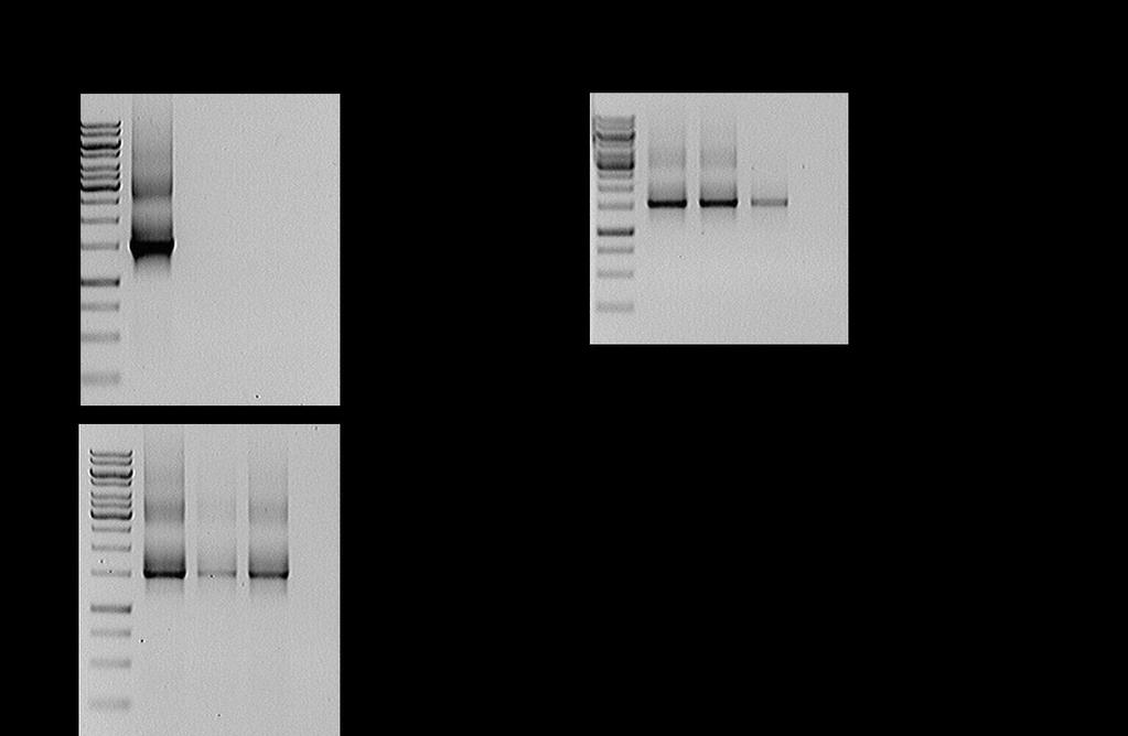 Eredmények és értékelésük során 5 µg/ml huminsav mellett már nem kaptunk terméket, szemben a genomiális DNS-sel végzett PCR rel.