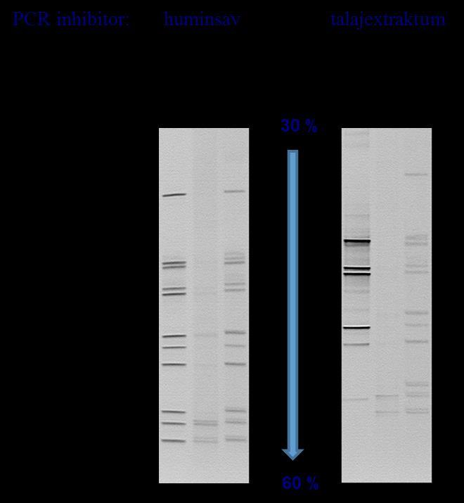 Eredmények és értékelésük PCR inhibitor koncentráció a 16S rdns amplifikáció során DNS polimeráz enzim huminsav (µg/ml) talajextraktum (v/v%) Taq 0,2 1 KOD Hot Start 5 25 Phusion 2 10 24.