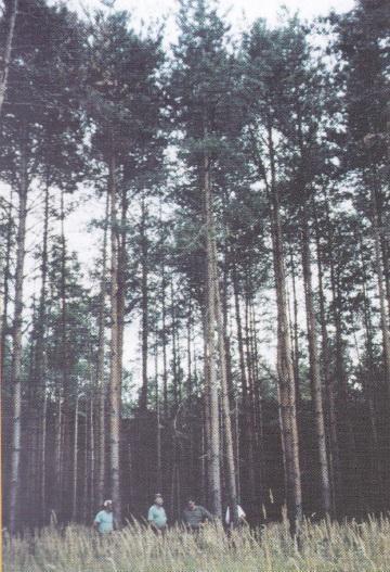 4. A hamutartalom vizsgálatok során alkalmazott fafajok ismertetése 4.1 Erdeifenyő (Pinus silvestris L.