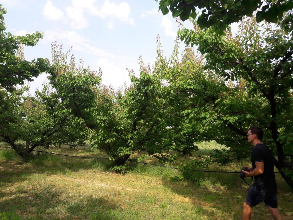 Szkidra, öreg kajszi ültetvény (2018. 05. 04.) 1. kép Spanyol katlan koronaforma 20 éves kajsziültetvény, nagyon sok fajtát próbáltak ki benne.