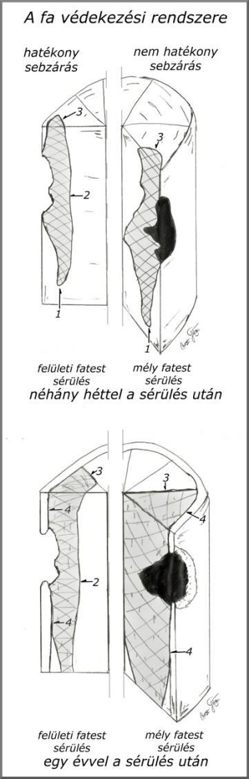 VIZUÁLIS ÉS MŰSZERES FAVIZSGÁLATI ÚTMUTATÓ A védelmi falak gombás fertőzésekkel szembeni védekező ereje nagyon különböző lehet.