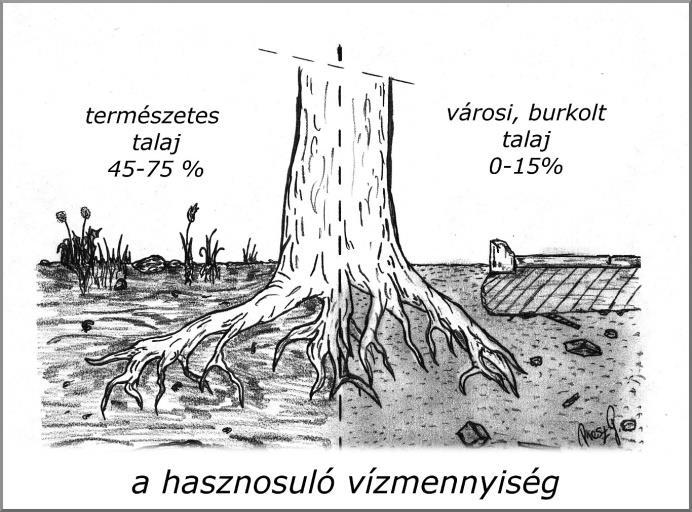VIZUÁLIS ÉS MŰSZERES FAVIZSGÁLATI ÚTMUTATÓ A különböző fajú fák különböző módon jelzik szomjúságukat.
