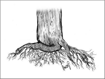 2.3.6 Csavarodott (fojtó) gyökér A gyökérzet a gyökérnyak körül ívben vagy körcikk irányban halad. A fa fejlődése során a gyökérzet a gyökérnyaknak feszül, a fatest növekedését akadályozza.
