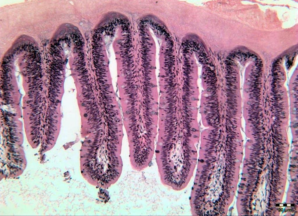 M6a: Toxikológia lazac, amur Lazac MON-810-6 (Cry1) belek súlya, interferon-γ, lokális immunogén hatás Gu et al.